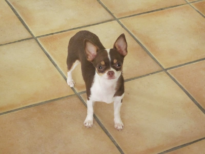 Publication : des jardins de jade