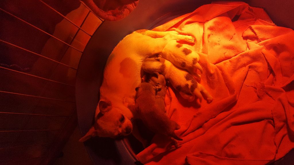 Publication : des jardins de jade