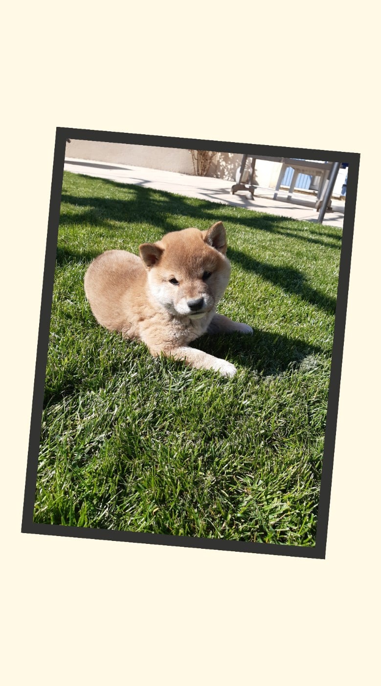 Booba des jardins de jade (possible de changer son - Shiba