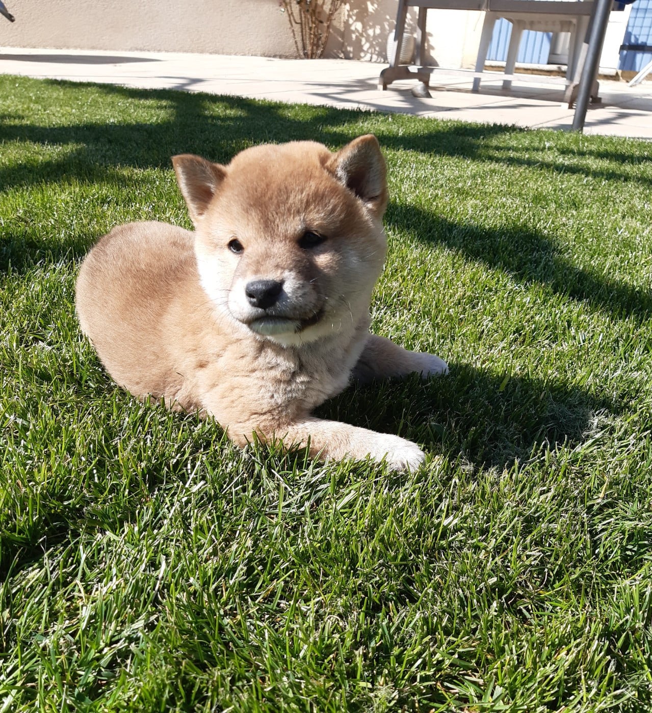 Bonsaï des jardins de jade(possible de changer son - Shiba