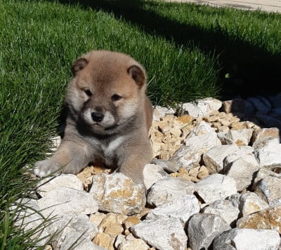 Les chiots de Shiba