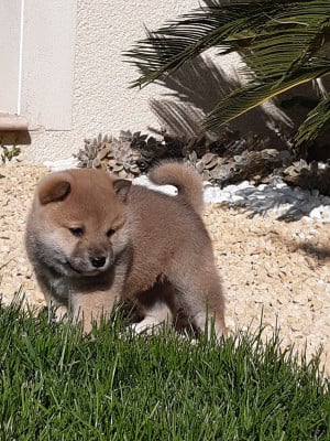 Les chiots de Shiba