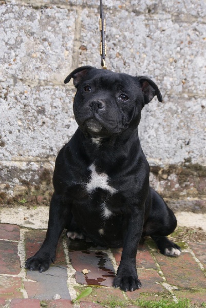 Publication : Of deleans Auteur : OF DELEANS