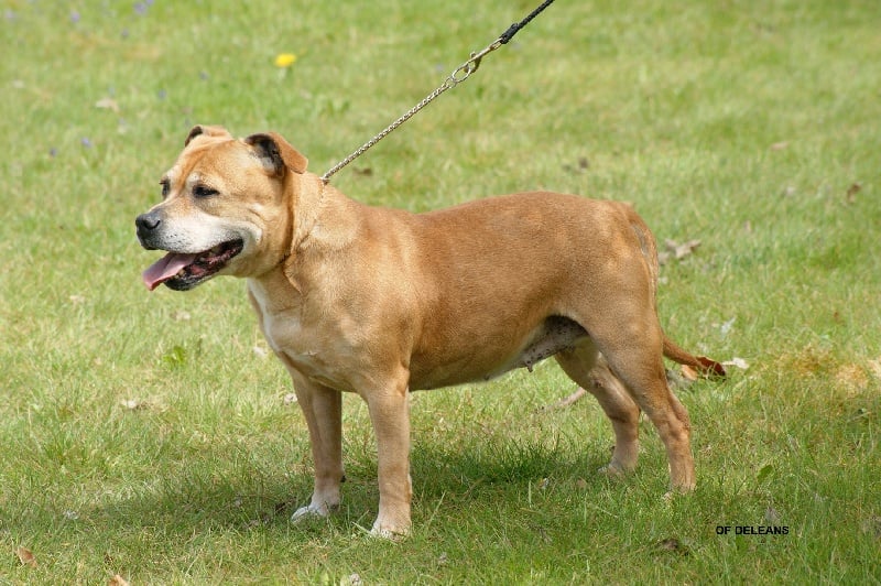 Us'lola (Sans Affixe)