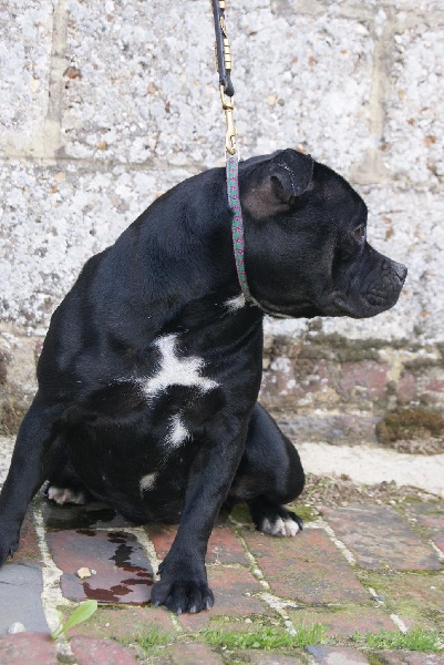 Publication : Of deleans Auteur : OF DELEANS