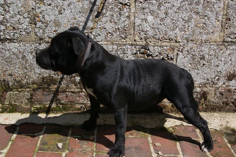 Publication : Of deleans Auteur : OF DELEANS