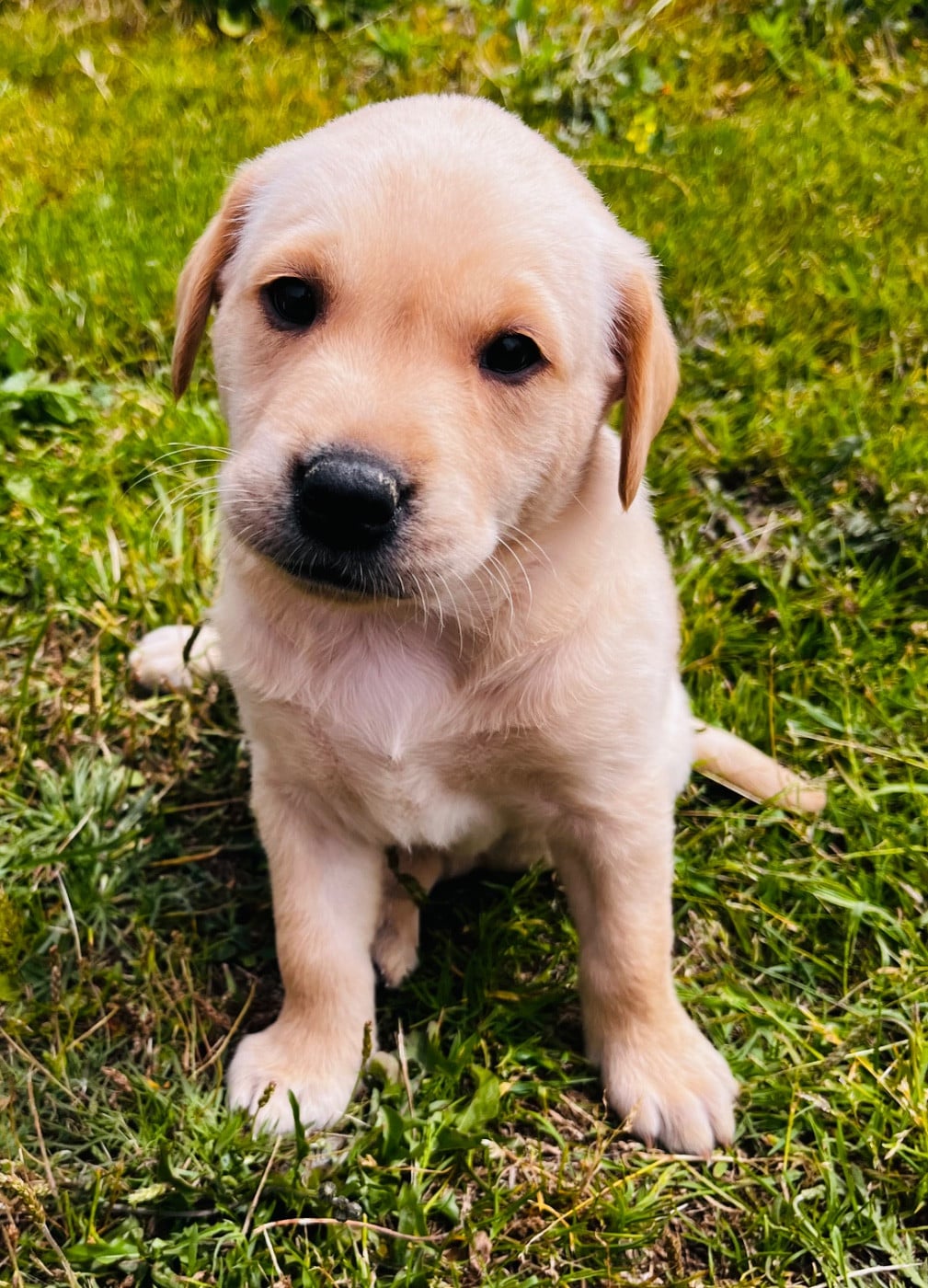 BOLT