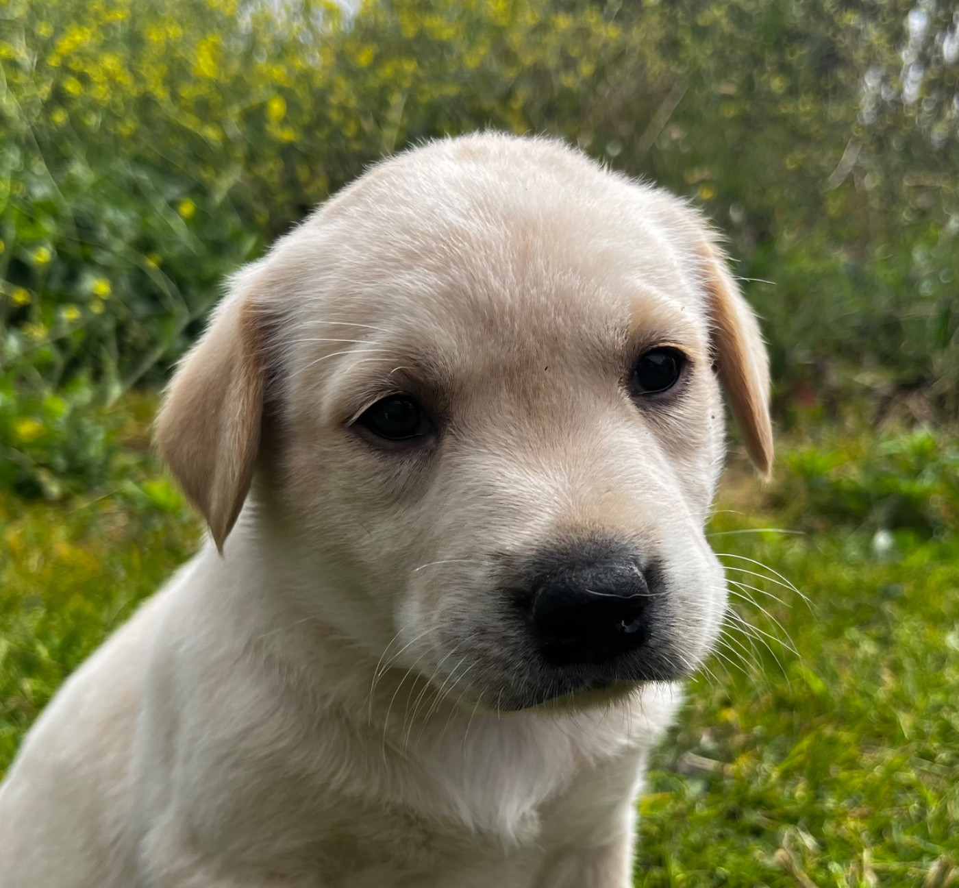 Male Sable 2
