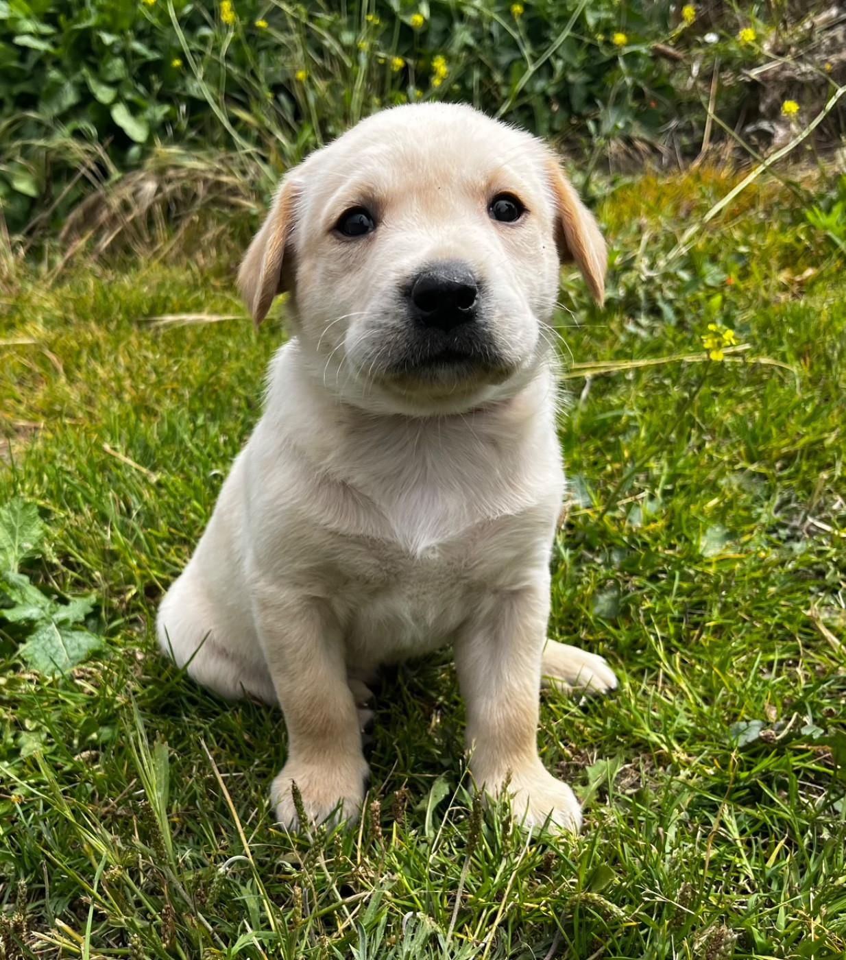 Male Sable 2