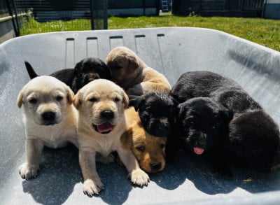 Les chiots de Labrador Retriever