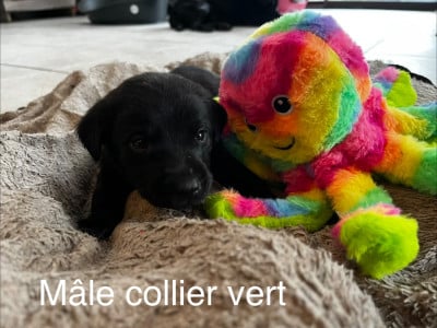 Les chiots de Labrador Retriever