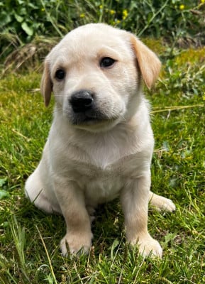 Les chiots de Labrador Retriever