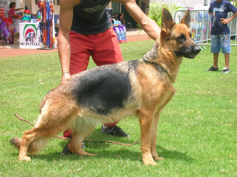 Asia de la Tanière des Lions