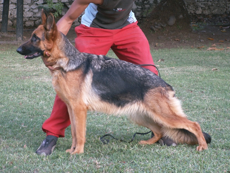 Asia de la Tanière des Lions