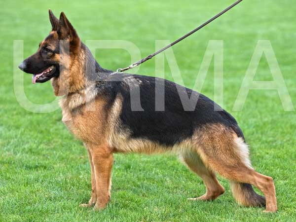 CH. Ullah de la Tanière des Lions