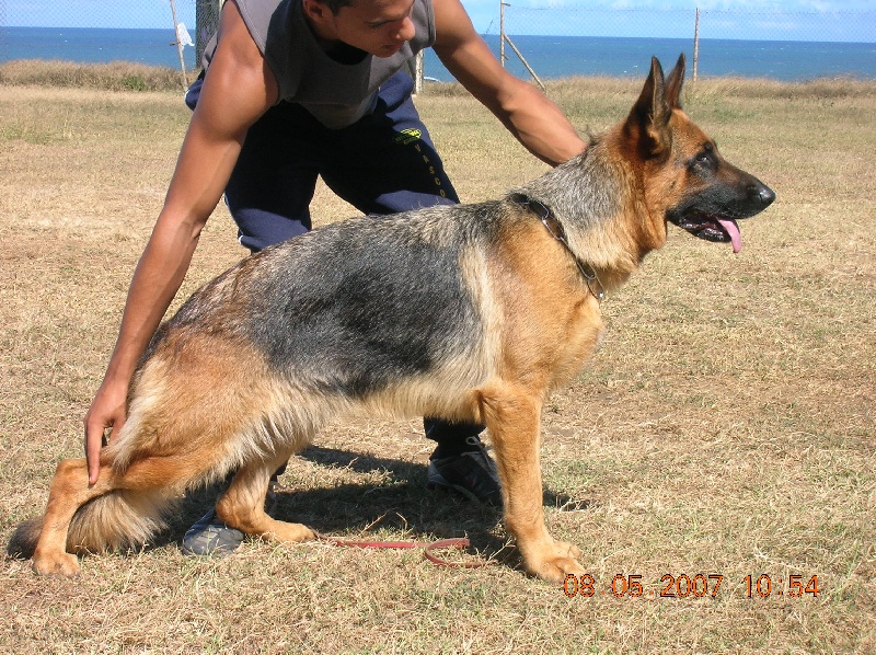 Asia de la Tanière des Lions