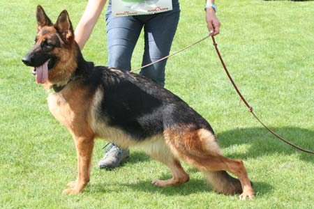 CH. Ullah de la Tanière des Lions