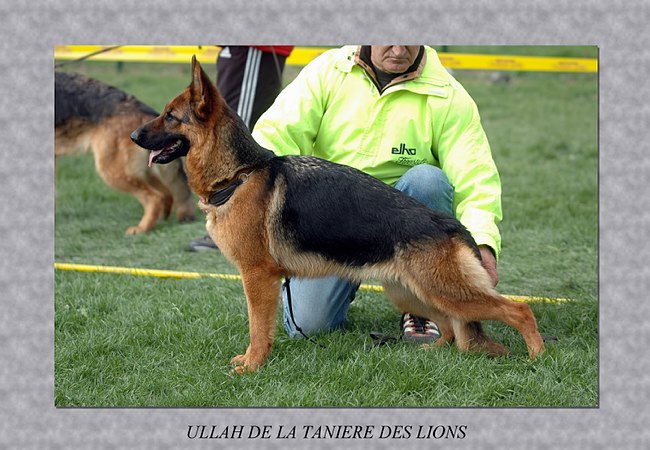 CH. Ullah de la Tanière des Lions
