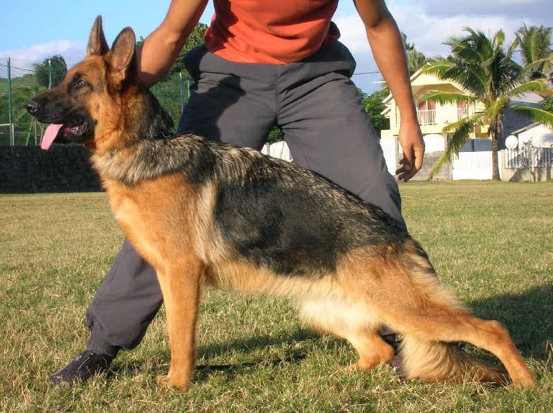 Asia de la Tanière des Lions
