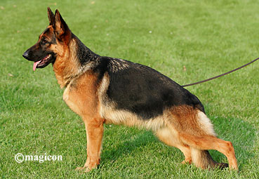 CH. Ullah de la Tanière des Lions