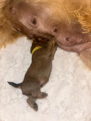 Les chiots de Cairn Terrier
