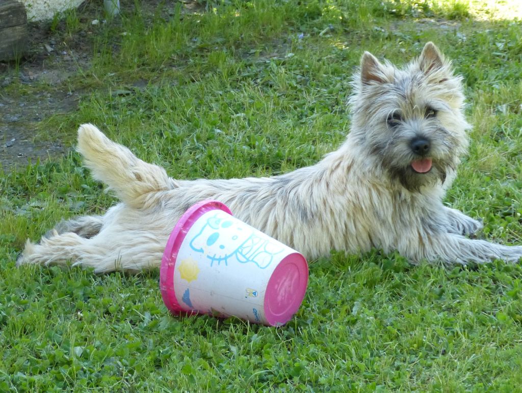 CH. Tara cottage Nriac - Réserve Cacib