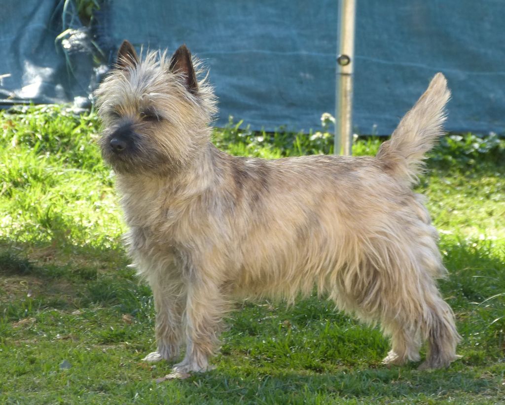 CH. Tara cottage Nriac - CACS