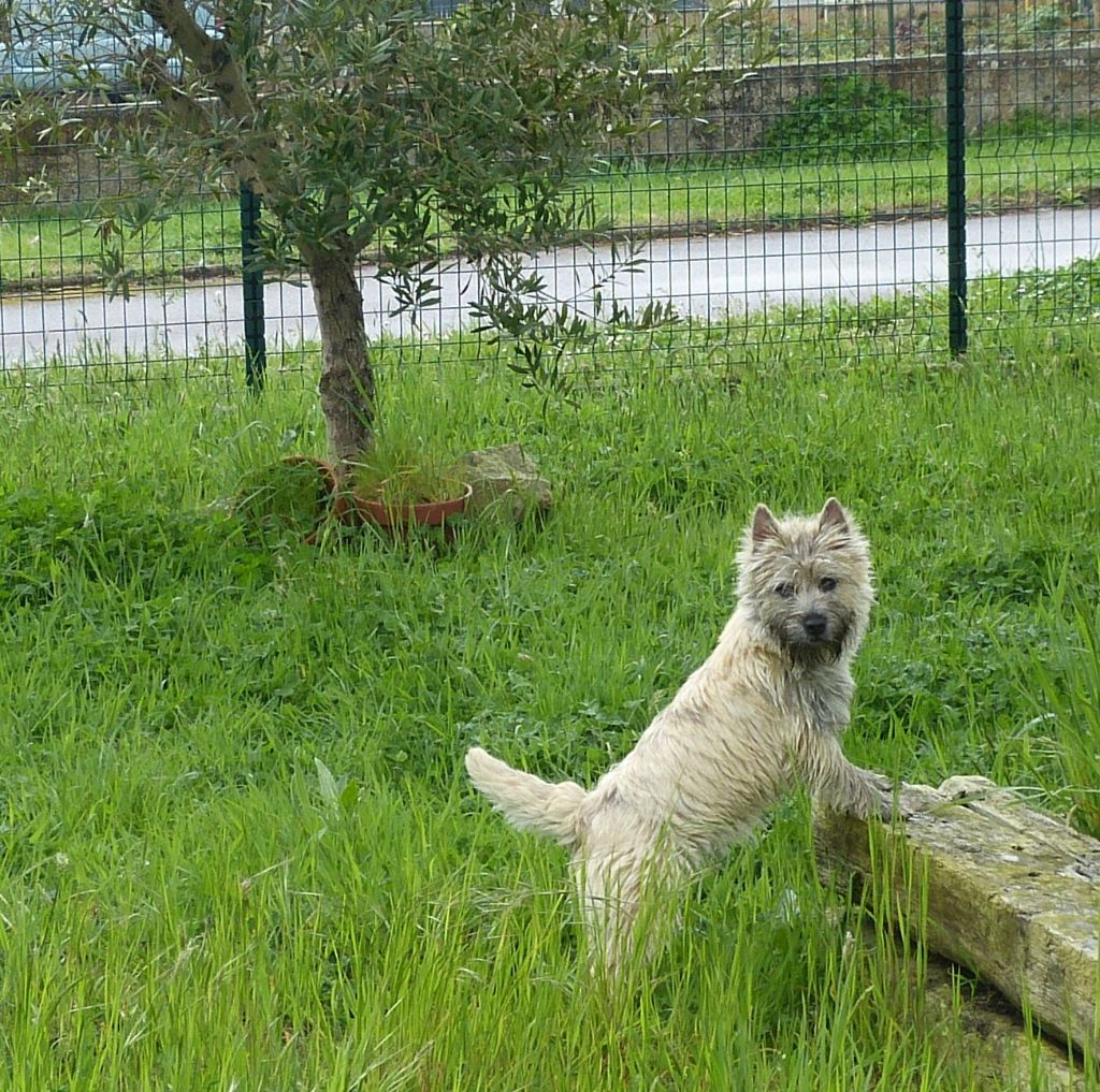 CH. Tara cottage Nriac - 2ème classe intermédiaire