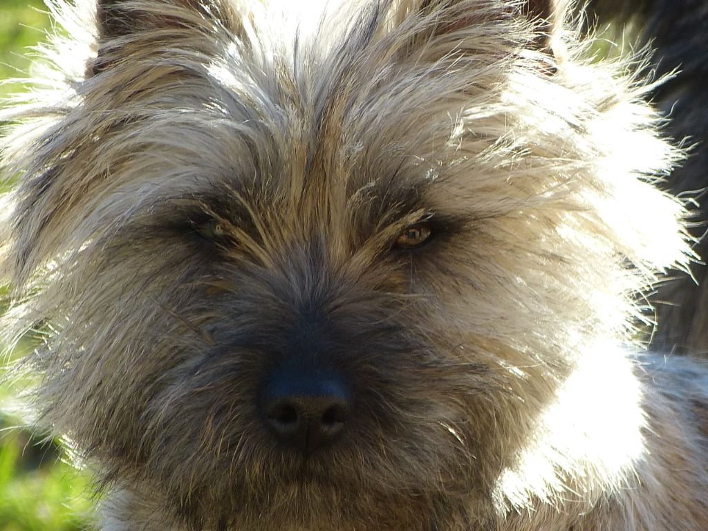 CH. Tara cottage Nriac - CACS Réserve IB