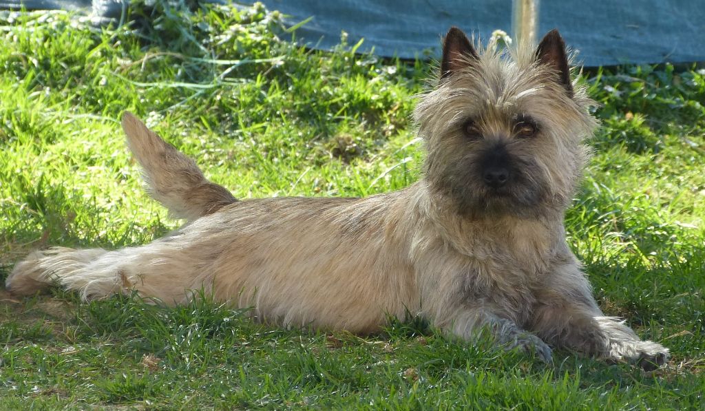 CH. Tara cottage Nriac - CACS