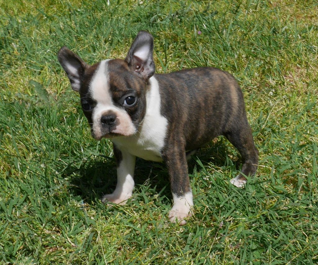 CHIOT au collier bleu