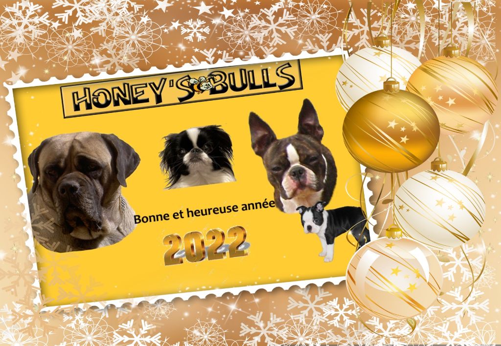 Of Honey's Bulls - Boston Terrier - Portée née le 01/12/2021