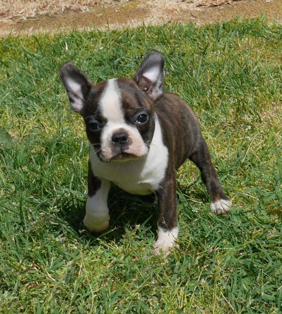 CHIOT au collier bleu