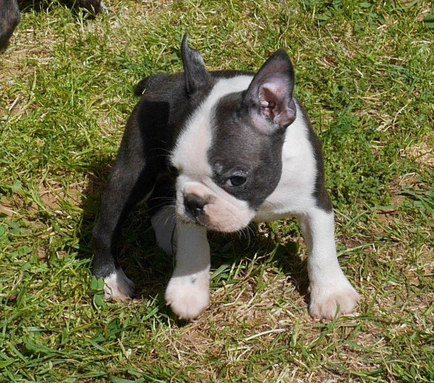 ODIN (au collier jaune)