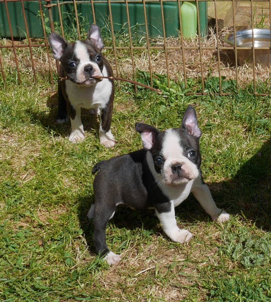 CHIOT au collier bleu
