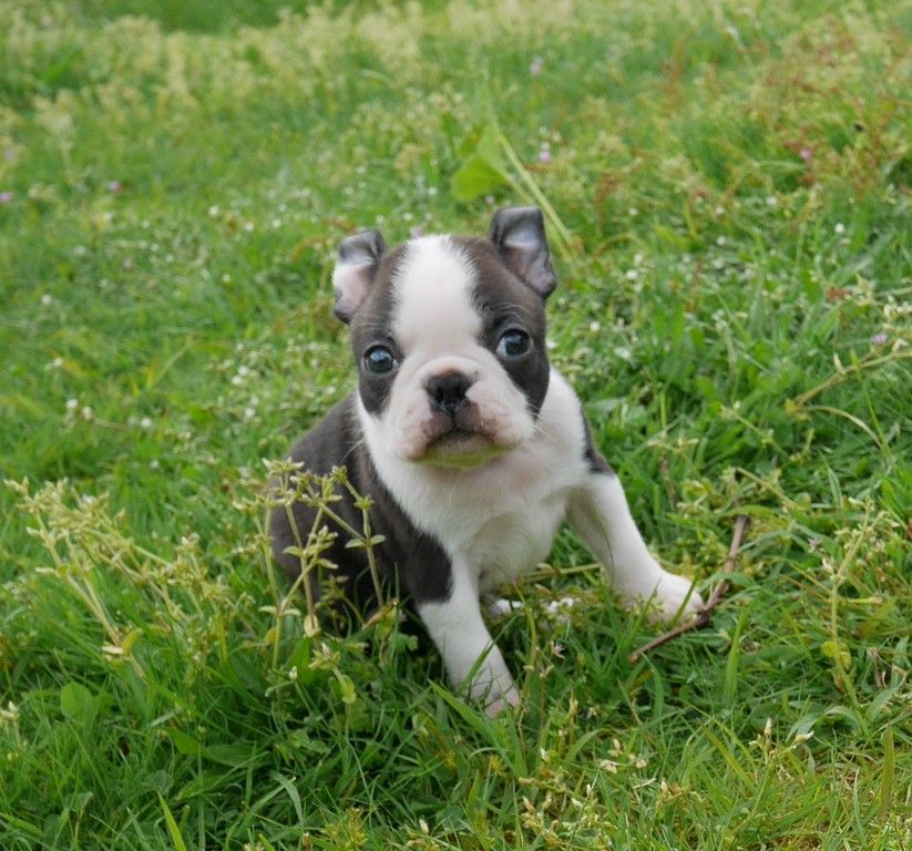 ODIN (au collier jaune)