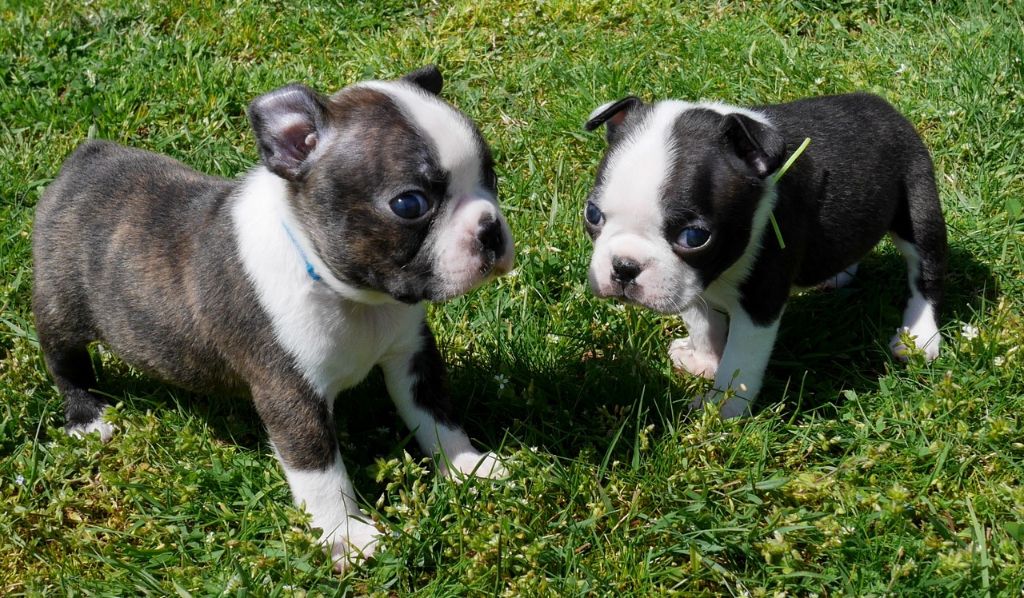 chiot Boston Terrier Of Honey's Bulls