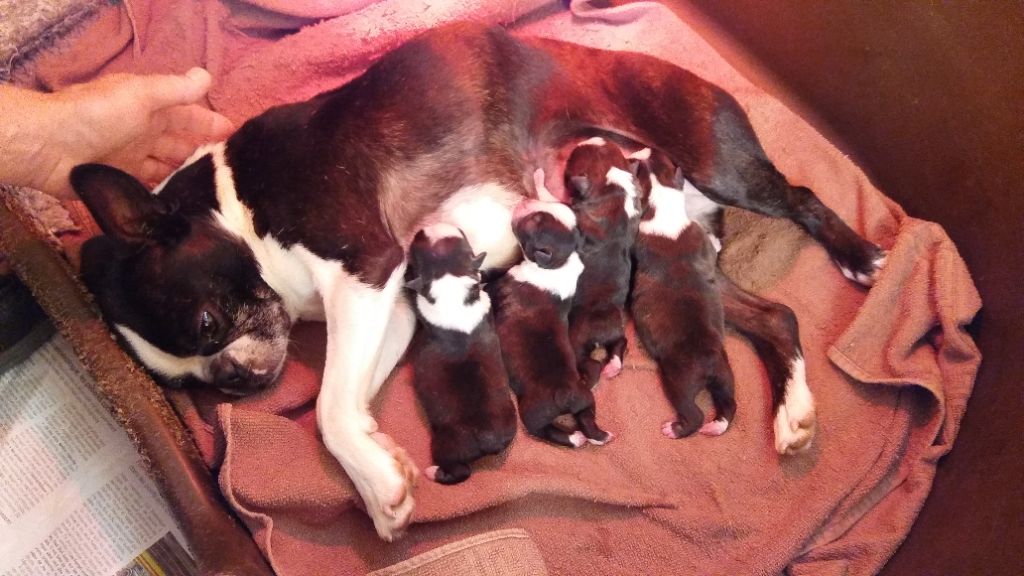 Of Honey's Bulls - Boston Terrier - Portée née le 15/09/2018