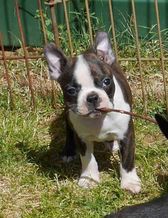 CHIOT au collier bleu