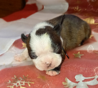 Les chiots de Boston Terrier