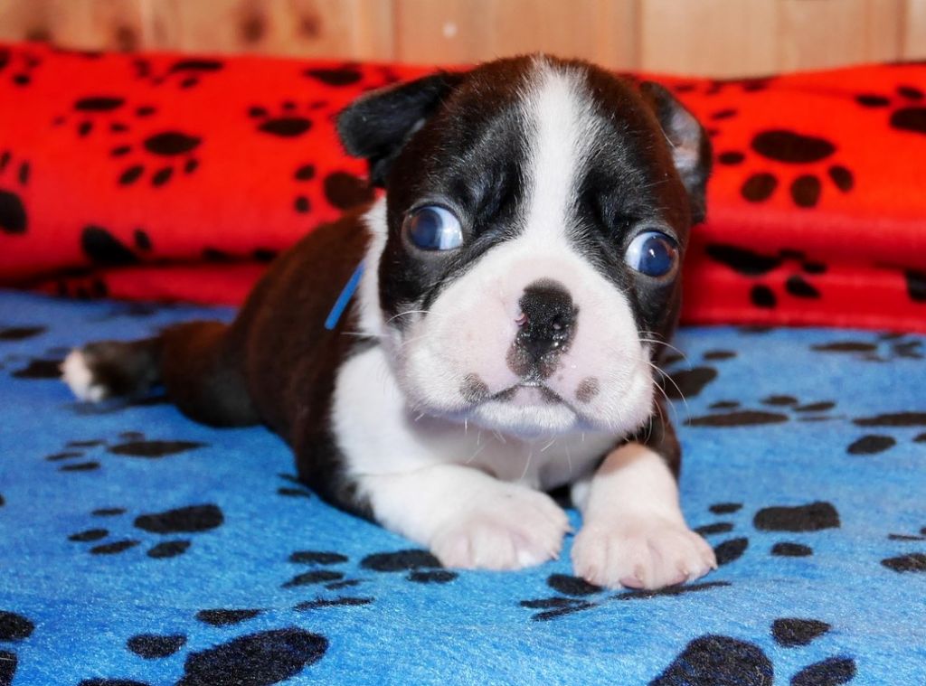 Of Honey's Bulls - Boston Terrier - Portée née le 10/10/2018