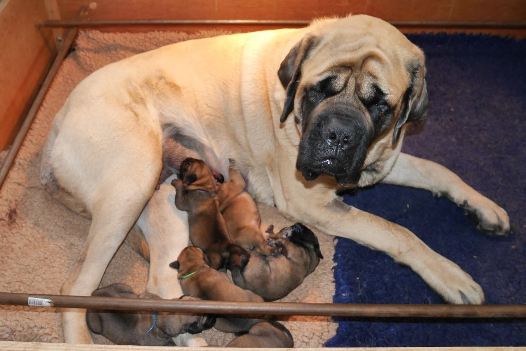 Of Honey's Bulls - Mastiff - Portée née le 12/04/2019