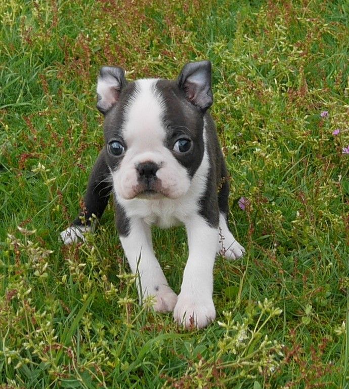 ODIN (au collier jaune)