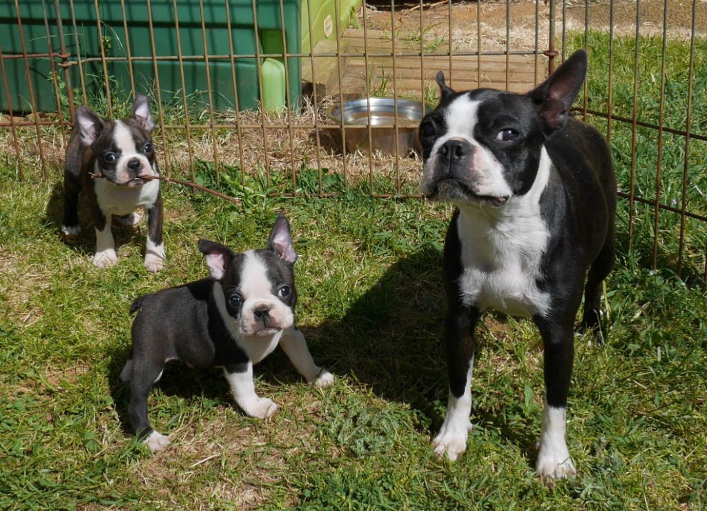 CHIOT au collier bleu