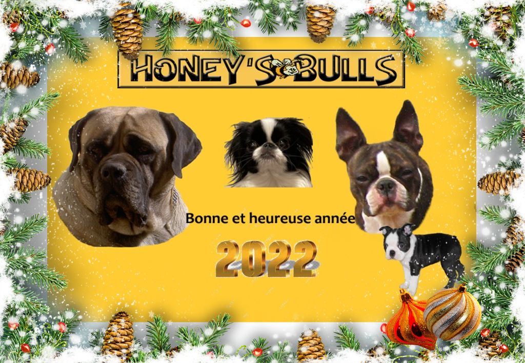 Of Honey's Bulls - Boston Terrier - Portée née le 03/12/2021