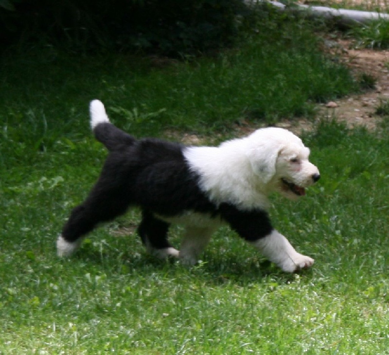 CH. Flamboyant of the Arabian Nights