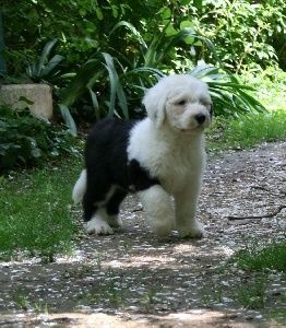 CH. Flamboyant of the Arabian Nights