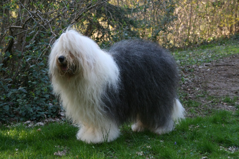 CH. Ecstasy Aus dem elbe urstromtal