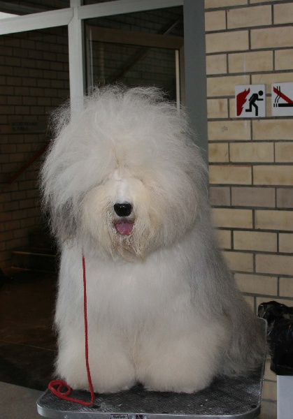 CH. Ecstasy Aus dem elbe urstromtal