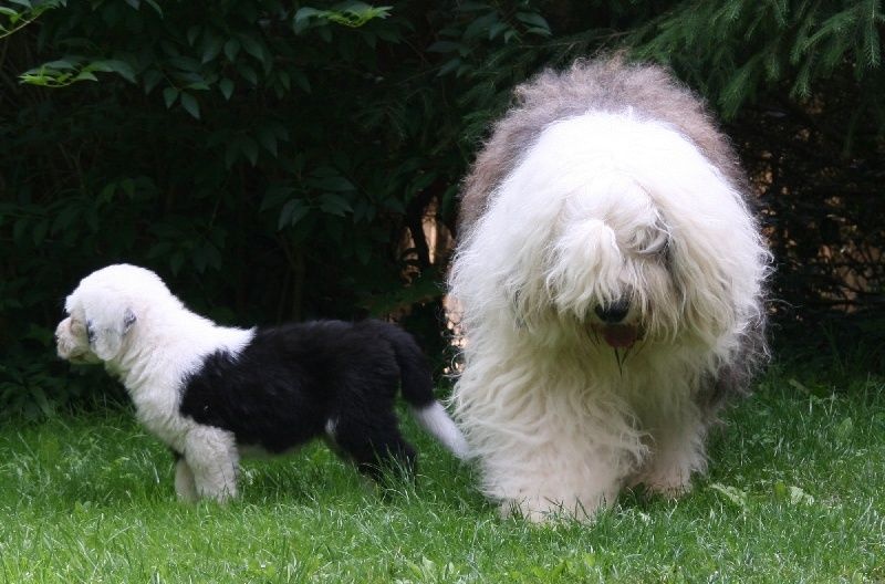 CH. Flamboyant of the Arabian Nights